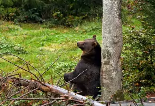 A bear scratches its back on a tree