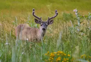 A mule deer with velvet-covered antlers in a field