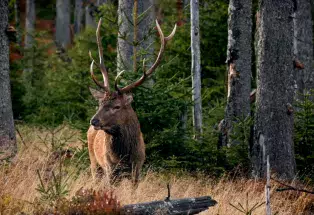 Elk in the woods