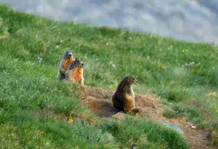 A family of yellow-bellied marmots