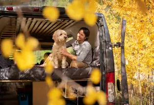 Person and dog sit in the back of a campervan in a glade of aspen trees that have turned gold.