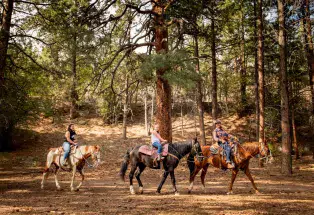 Three riders guide their horses through a forested area