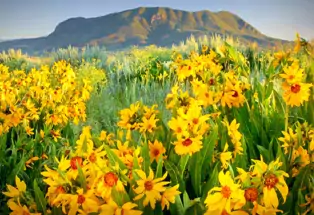 Bright yellow wildflowers with a mountain in the background