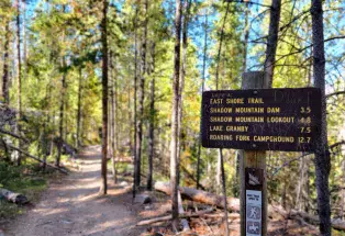 Tall pine trees lining East Shore Trail in Rocky Mountain National Park along the Continental Divide Trail