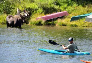 Kayaking near Grand Lake, Colorado with a bull moose near the shoreline