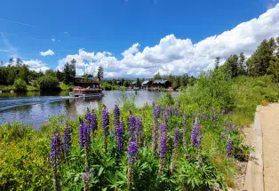 Purple wildflowers blooming near the water at Point Park in Grand Lake Colorado