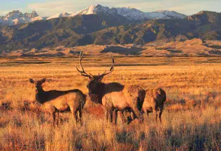 Elk stand before the Great Sand Dunes and Sangre de Cristo mountains