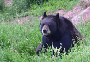 A black bear sits in a meadow of green grass