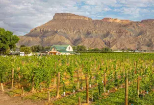 View of the Grand Mesa, a striated flat-top mountain, from the rows of a vineyard
