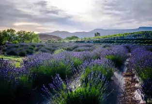 Rows of blooming purple lavender at Sage Creations Lavender Farm in Palisade, Colorado 