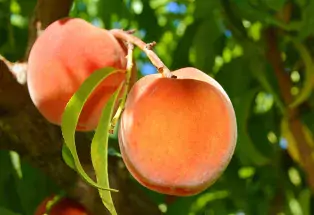 Two Palisade peaches growing on the tree at SunCrest Orchard