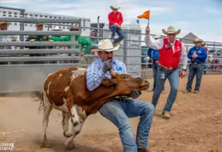 A man wearing a cowboy hat and a blue-and-white-checkered shirt participates in a rodeo event with a brown and white steer at Rocky Mountain Regional Rodeo. 