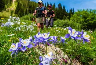 Two people hike past blue columbines set in a green meadow in the mountains of Leadville, Colorado 