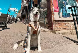 A very handsome husky wearing a bandana smiles with its ears perked up and its bushy tail curled on the sidewalk near a mural in downtown Leadville, Colorado 