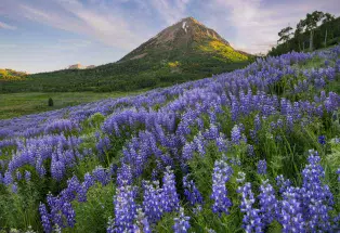 Purple wildflowers and a rocky gray peak under a blue streaked sky near Crested Butte