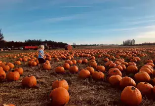 A laughing child runs through a field of hundreds of large, orange pumpkins