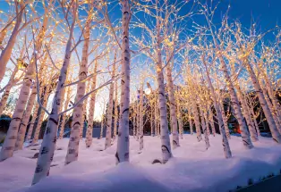 Blossoms of Light at Denver Botanic Gardens