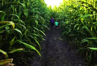 Let the kids run around in one of the many corn mazes in the state.