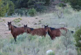 Three brown horses with black manes stand in a row in the middle of a grassy field, seemingly staring directly into the camera. In the background behind them is the bottom of a hill stretching upwards. The lighting is slightly dark.