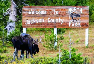 Moose in North Park