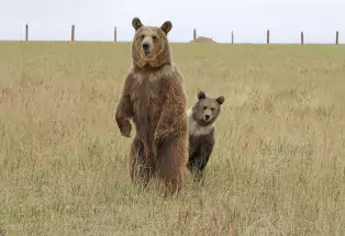 Get an amazing view of the bears