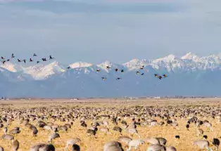Sandhill cranes at Monte Vista National Wildlife Preserve near Alamosa
