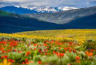 Wildflowers in Crested Butte