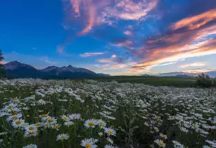 Daisies and the San Juan Mountains