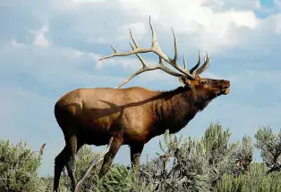 Bugling elk in Moffat County