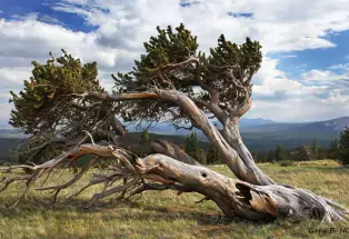 Bristlecone Pine Scenic Area