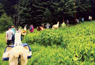 Llama excursion with Paragon Guides