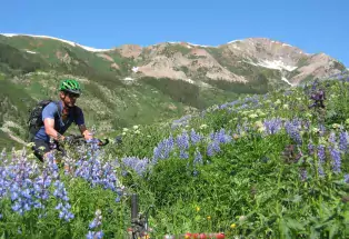 Mountain biking among wildflowers near Crested Butte