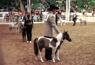 miniature horses competing at the National Western Stock Show