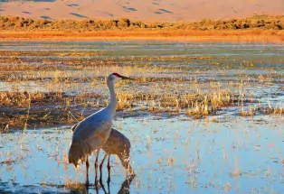 Monte Vista National Wildlife Refuge