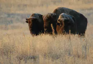 Bison at Rocky Mountain Arsenal National Wildlife Refuge