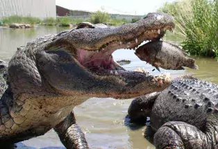 Colorado Gators Reptile Park