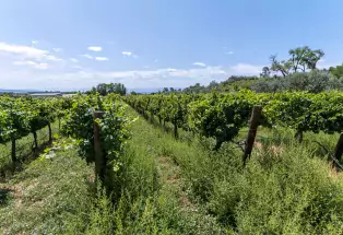 Stoney Mesa Winery in Cedaredge