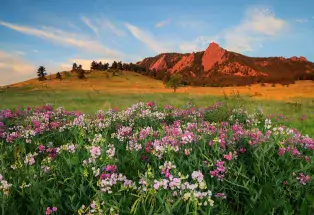 The Flatirons and an audience of summer sweet peas