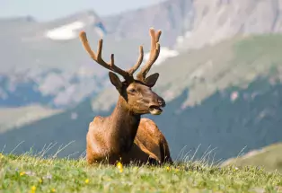 An elk in Rocky Mountain National Park