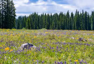 Colorado Wildflowers