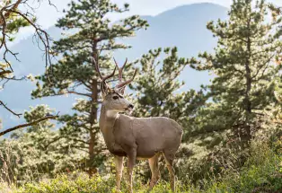 Deer in Rocky Mountain National Park