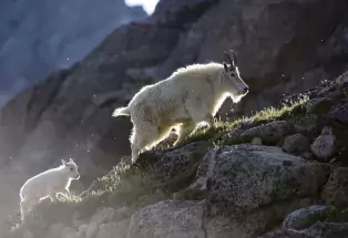 A white mama and baby mountain goat climb up a rocky ascent