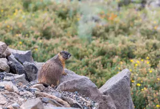 Yellow Bellied Marmot