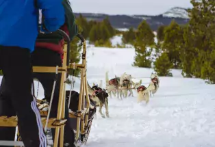Meet These Friendly Dogs on a Sledding Trip