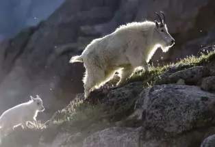 A white mama and bay goat climb up a rocky slope