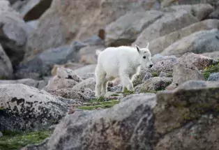 Places to See Wildlife in Colorado Places to See Wildlife in Colorado