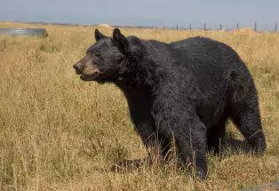 Explore Colorado's Wild Animal Sanctuary 