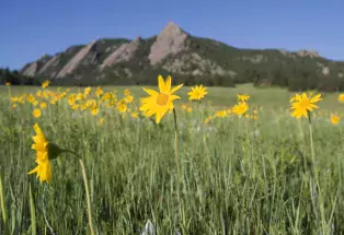 Flowers in a field with a mountain in the background
