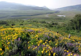 This Charming Town Is the Wildflower Capital of Colorado — Here's When to Visit to See the Blooms Peak