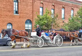 Horse-drawn carriage rides in downtown Golden